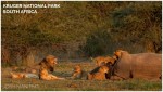 Banner Josh Manring Africa Excursions Kruger National Park South Africa 001