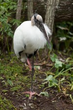 Josh Manring- the birds Everglades Exhibit-2