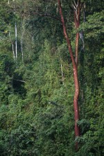 Josh Manrng- The natural world -Costa Rica Exhibit-1