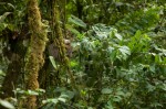 Josh Manrng- The natural world -Costa Rica Exhibit-104