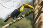 Josh Manrng- The natural world -Costa Rica Exhibit-19