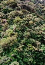 Josh Manrng- The natural world -Costa Rica Exhibit-25