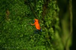 Josh Manrng- The natural world -Costa Rica Exhibit-28
