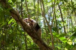 Josh Manrng- The natural world -Costa Rica Exhibit-7